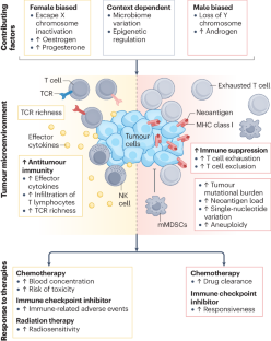 Hallmarks of sex bias in immuno-oncology: mechanisms and therapeutic implications