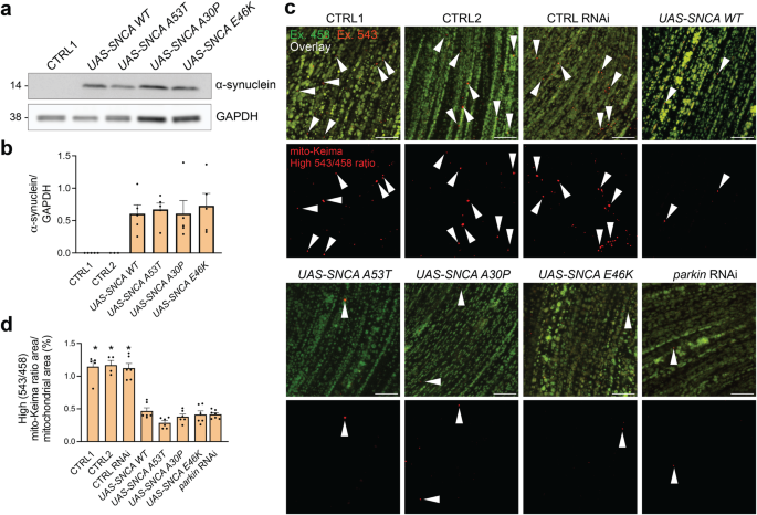 Elevated α-synuclein levels inhibit mitophagic flux