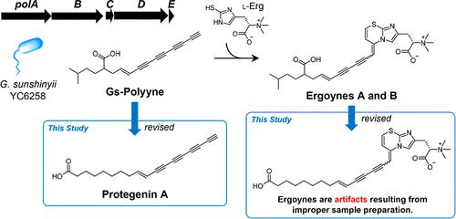 Disproof of the Structures and Biosynthesis of Ergoynes, Gs-Polyyne–l-Ergothioneine Cycloadducts from Gynuella sunshinyii YC6258
