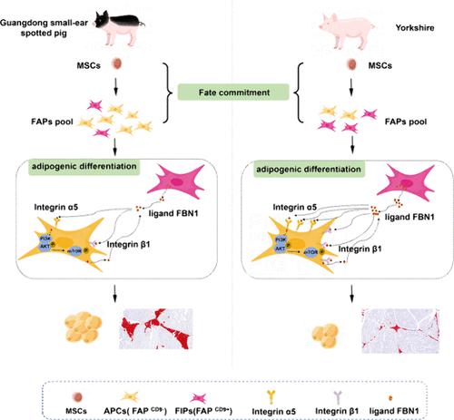 The Impact of FBN1-α5β1 Axis in Fibro/Adipogenic Progenitor Cells (FAPCD9–) on Intramuscular Fat Content in Pigs