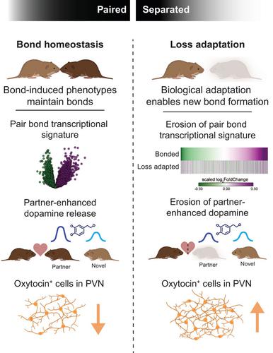 Prairie voles as a model for adaptive reward remodeling following loss of a bonded partner