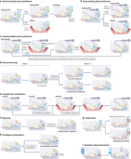 From compulsivity to compulsion: the neural basis of compulsive disorders