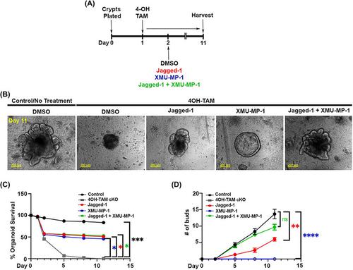 Colonic crypt stem cell functions are controlled by tight junction protein claudin-7 through Notch/Hippo signaling