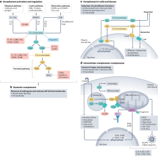 Canonical and non-canonical roles of complement in atherosclerosis