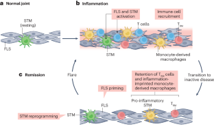 Joint-specific memory, resident memory T cells and the rolling window of opportunity in arthritis