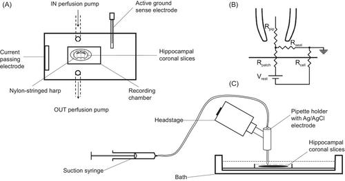 Loose patch clamp membrane current measurements in cornus ammonis 1 neurons in murine hippocampal slices