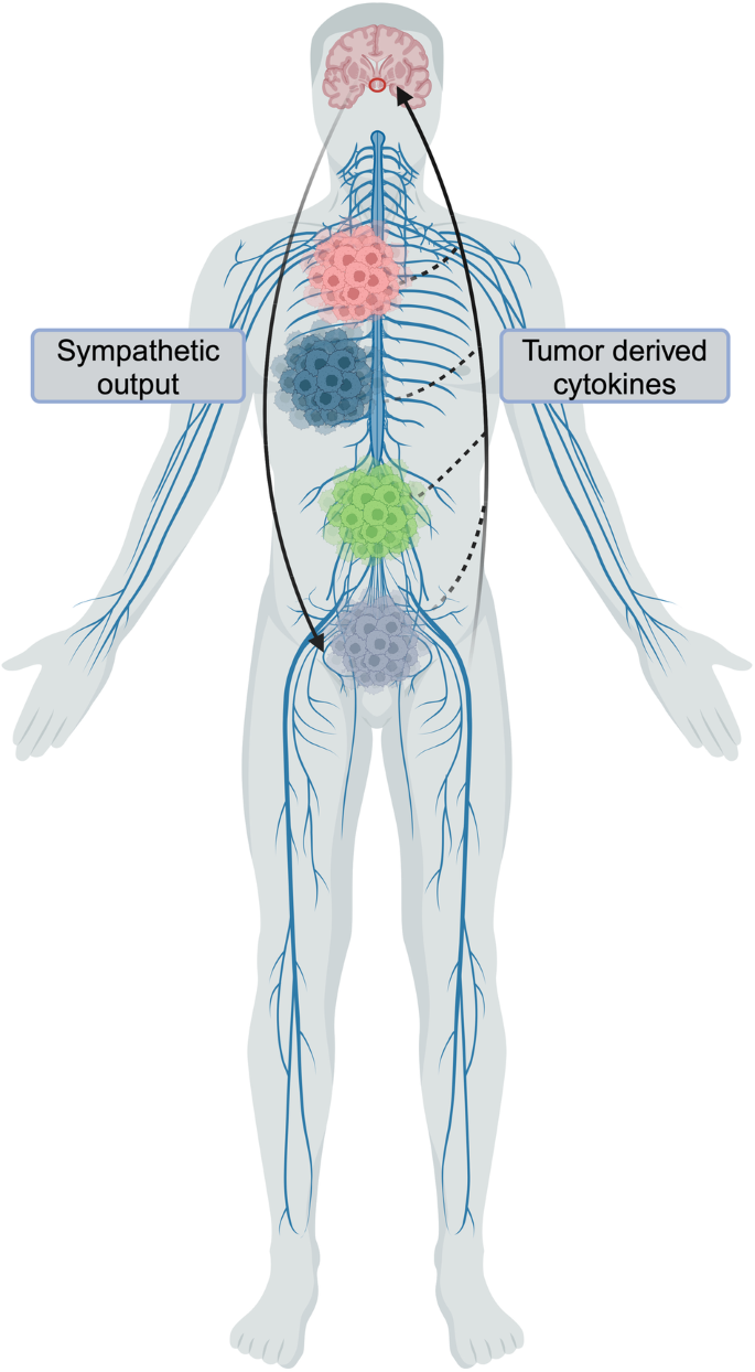 Peripheral cancer remodeling of central neural system