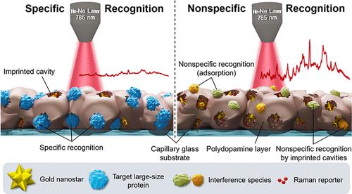 Molecular Imprinting-Based SERS Detection Strategy for the Large-Size Protein Quantitation and Curbing Non-Specific Recognition