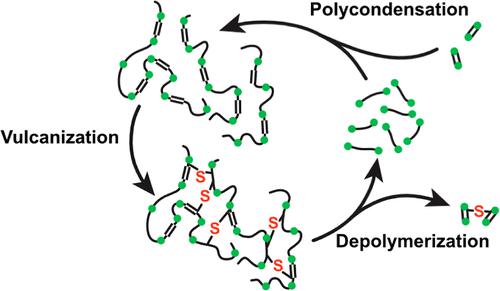 Chemically Recyclable and Biodegradable Vulcanized Rubber