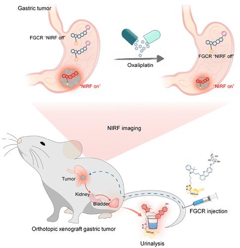 A β-Galactosidase-Activated Fluorogenic Reporter for the Detection of Gastric Cancer In Vivo and in Urine