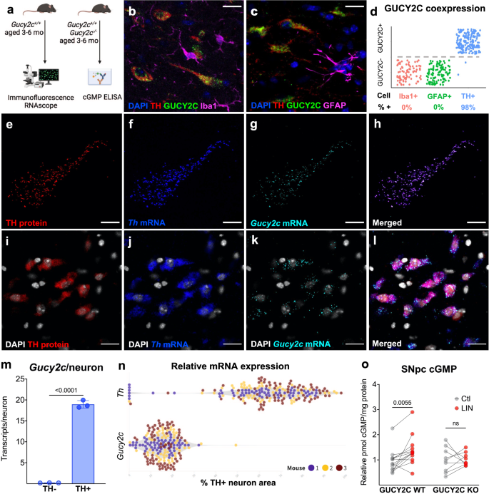 GUCY2C signaling limits dopaminergic neuron vulnerability to toxic insults