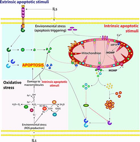 Mechanisms of Biological Effects of Ionic Liquids: From Single Cells to Multicellular Organisms