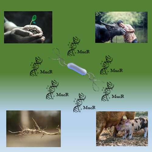 MucR protein: Three decades of studies have led to the identification of a new H-NS-like protein