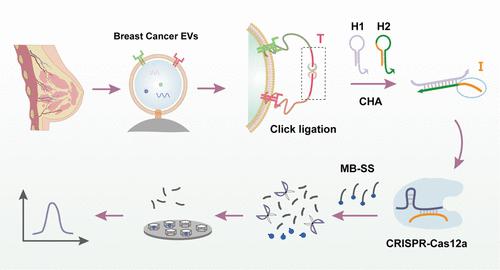 Proximity-Guaranteed DNA Machine for Accurate Identification of Breast Cancer Extracellular Vesicles