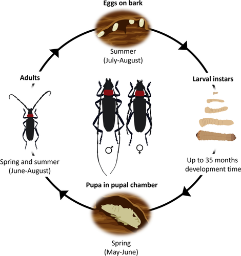 Biology, impact, management and potential distribution of Aromia bungii, a major threat to fruit crops around the world