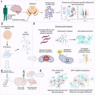 Osteopontin drives neuroinflammation and cell loss in MAPT-N279K frontotemporal dementia patient neurons