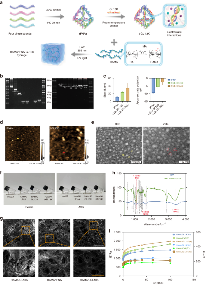 Tetrahedral framework nucleic acids/hyaluronic acid-methacrylic anhydride hybrid hydrogel with antimicrobial and anti-inflammatory properties for infected wound healing