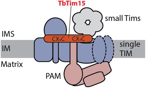 Intermembrane space-localized TbTim15 is an essential subunit of the single mitochondrial inner membrane protein translocase of trypanosomes