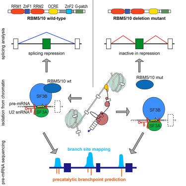 The splicing regulators RBM5 and RBM10 are subunits of the U2 snRNP engaged with intron branch sites on chromatin.