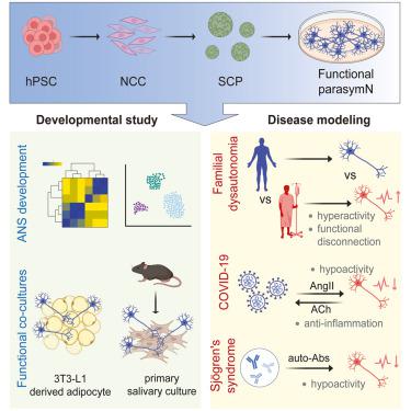 Parasympathetic neurons derived from human pluripotent stem cells model human diseases and development