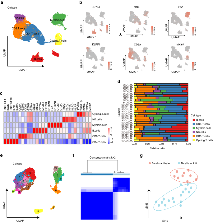 Single cell analysis unveils B cell-dominated immune subtypes in HNSCC for enhanced prognostic and therapeutic stratification