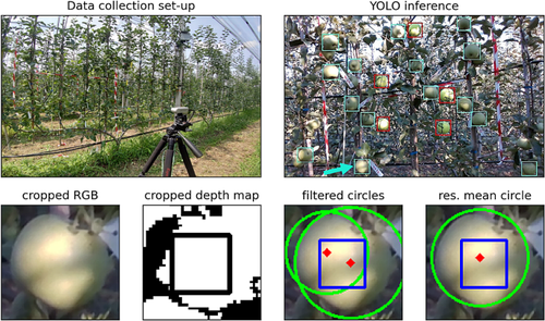 A computer vision system for apple fruit sizing by means of low-cost depth camera and neural network application