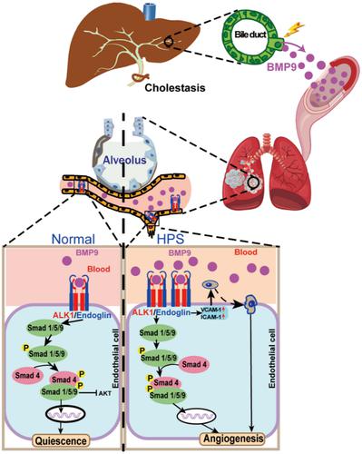 Elevated circulating BMP9 aggravates pulmonary angiogenesis in hepatopulmonary syndrome rats through ALK1-Endoglin-Smad1/5/9 signalling