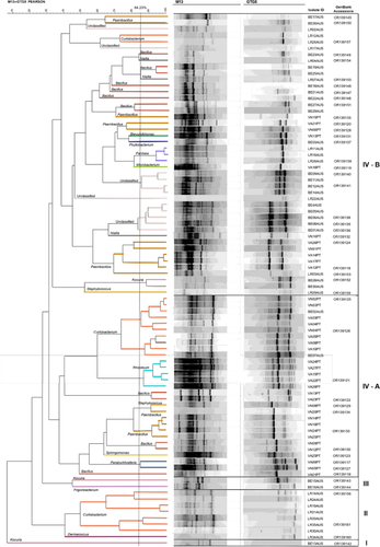 The seeds of invasion: a comparison of endophytic seed bacteria of Acacia longifolia between its native and invasive ranges