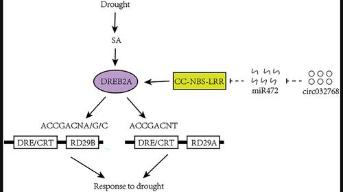 Circular RNA ath-circ032768, a competing endogenous RNA, response the drought stress by targeting miR472-RPS5 module