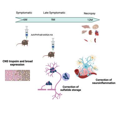 Dose-response evaluation of intravenous gene therapy in a symptomatic mouse model of metachromatic leukodystrophy