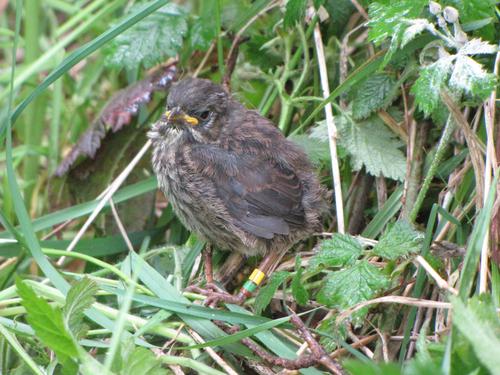 Fear of predators reduces body and physiological condition affecting offspring survival and the ‘quality’ of the survivors