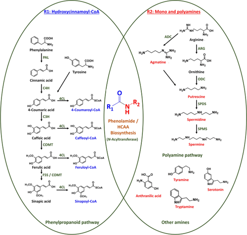 Hordatines, dimerised hydroxycinnamoylagmatine conjugates of barley (Hordeum vulgare L.): an appraisal of the biosynthesis, chemistry, identification and bioactivities