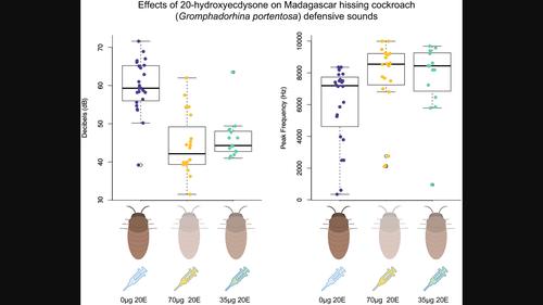 Changes to the acoustic properties of Gromphadorhina portentosa defensive sounds when exposed to the molting hormone, 20-hydroxyecdysone