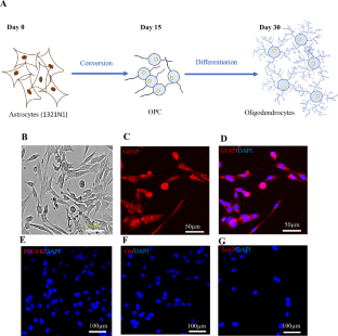 Conversion of Astrocyte Cell Lines to Oligodendrocyte Progenitor Cells Using Small Molecules and Transplantation to Animal Model of Multiple Sclerosis