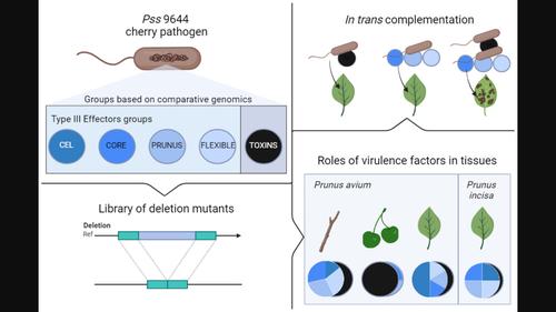 Genetic dissection of the tissue‐specific roles of type III effectors and phytotoxins in the pathogenicity of Pseudomonas syringae pv. syringae to cherry