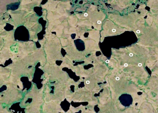 Horizontal Pattern of Trees in the Cenopopulation of Larix gmelinii (Rupr.) Rupr. in the Forest Tundra Ecotone on the Taimyr Peninsula