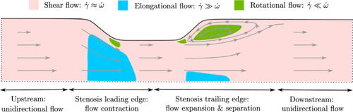 A continuum model for the elongation and orientation of Von Willebrand factor with applications in arterial flow