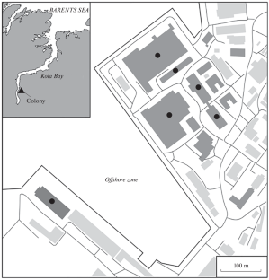 The First Description of a Synanthropic Colony of Common Kittiwake Risa tridactyla (Linnaeus, 1758) in the City of Murmansk