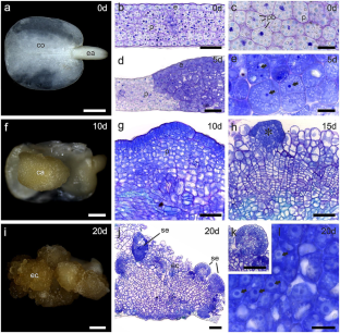 The dynamics of sugars, hormones, and cell wall epitopes dictate early somatic embryogenesis in passion fruit (Passiflora edulis Sims)