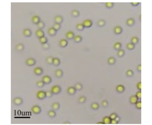 Potential of hospital wastewater treatment using locally isolated Chlorella sp. LH2 from cocoon wastewater