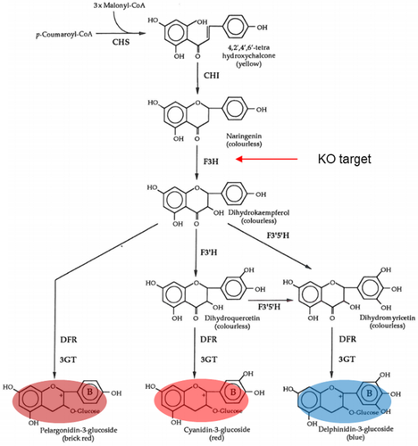 Colour change in potato (Solanum tuberosum L.) tubers by disruption of the anthocyanin pathway via ribonucleoprotein complex delivery of the CRISPR/Cas9 system