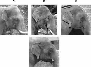 Face to face: human recognition of Asian elephant facial features