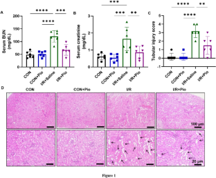 Pioglitazone ameliorates ischemia/reperfusion-induced acute kidney injury via oxidative stress attenuation and NLRP3 inflammasome