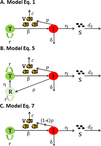 Mathematical Models of Early Hepatitis B Virus Dynamics in Humanized Mice