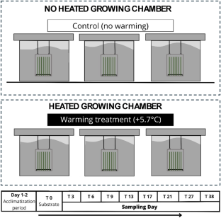 Effect of increasing temperature on periphyton accrual under controlled environmental conditions