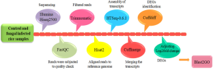 Oschib1 gene encoding a GH18 chitinase confers resistance against sheath blight disease of rice caused by Rhizoctonia solani AG1-IA