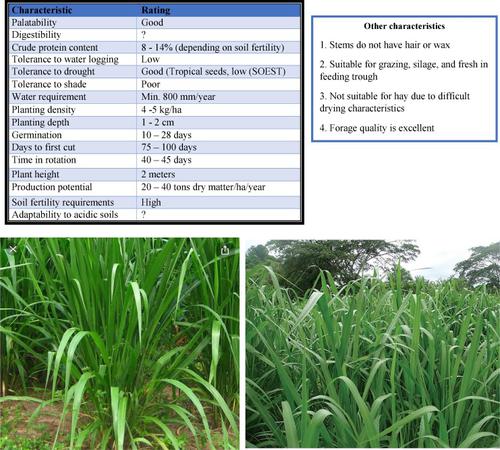 Are dairy farmers willing to pay for improved forage varieties? Experimental evidence from Kenya