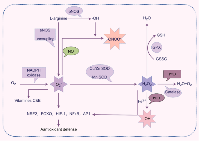 Variations to plasma H2O2 levels and TAC in chronical medicated and treatment-resistant male schizophrenia patients: Correlations with psychopathology