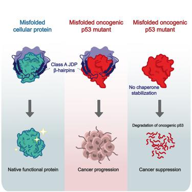 A unique chaperoning mechanism in class A JDPs recognizes and stabilizes mutant p53.