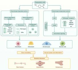 The emerging role of tranexamic acid and its principal target, plasminogen, in skeletal health